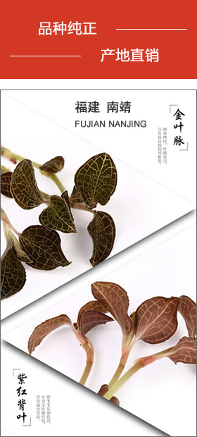 南靖金線蓮 品種純正，產地直銷